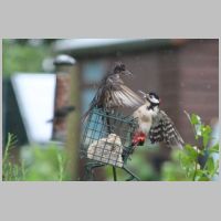 2021 1st Tom Bowtell - woodpecker